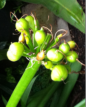 The NY Botanical Garden Spider Lily bulbs