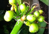 The NY Botanical Garden Spider Lily bulbs