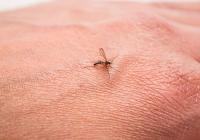 Mosquito on hand